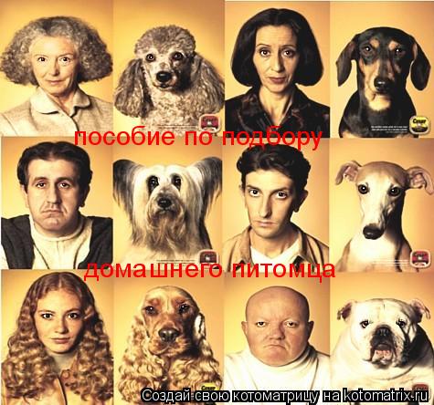 пособие по подбору домашнего питомца... Котоматрица: пособие по подбору домашнего питомца
