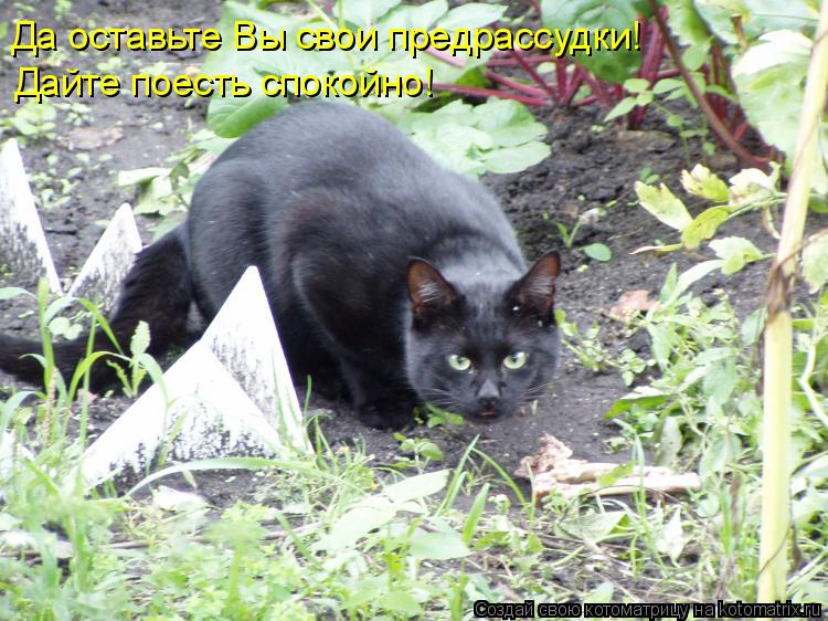 Котоматрица: Да оставьте Вы свои предрассудки! Дайте поесть спокойно!