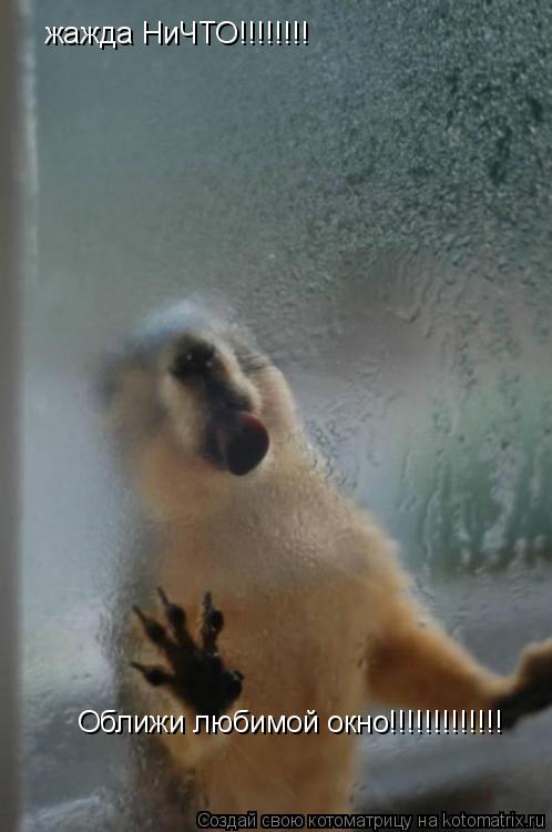 жажда НиЧТО!!!!!!!! Оближи любимой окно!!!!!!!!!!!!!... Котоматрица: жажда НиЧТО!!!!!!!! Оближи любимой окно!!!!!!!!!!!!!