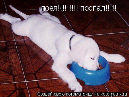 поел!!!!!!!!! поспал!!!!!... Котоматрица: поел!!!!!!!!! поспал!!!!!
