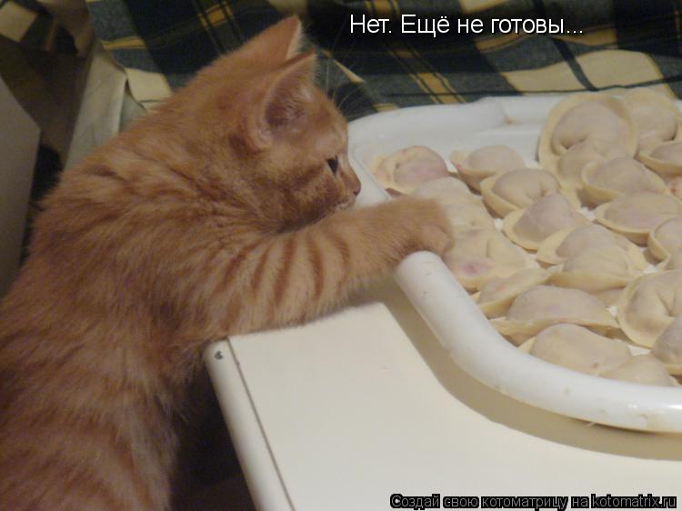 Нет. Ещё не готовы...... Котоматрица: Нет. Ещё не готовы...
