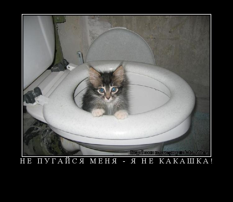 Не пугайся меня - я не какашка! ... Котоматрица: Не пугайся меня - я не какашка!
