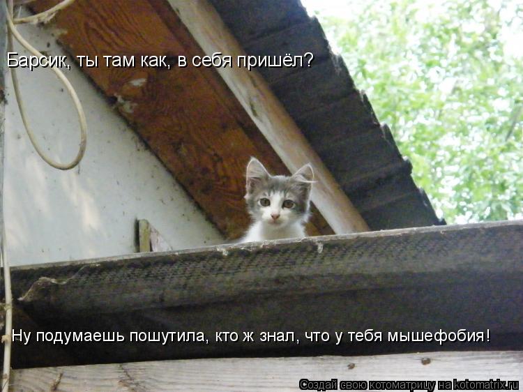 Барсик, ты там как, в себя пришёл? Ну подумаешь пошутила, кто ж знал, что у тебя мышефобия!... Котоматрица: Барсик, ты там как, в себя пришёл? Ну подумаешь пошутила, кто ж знал, что у тебя мышефобия!