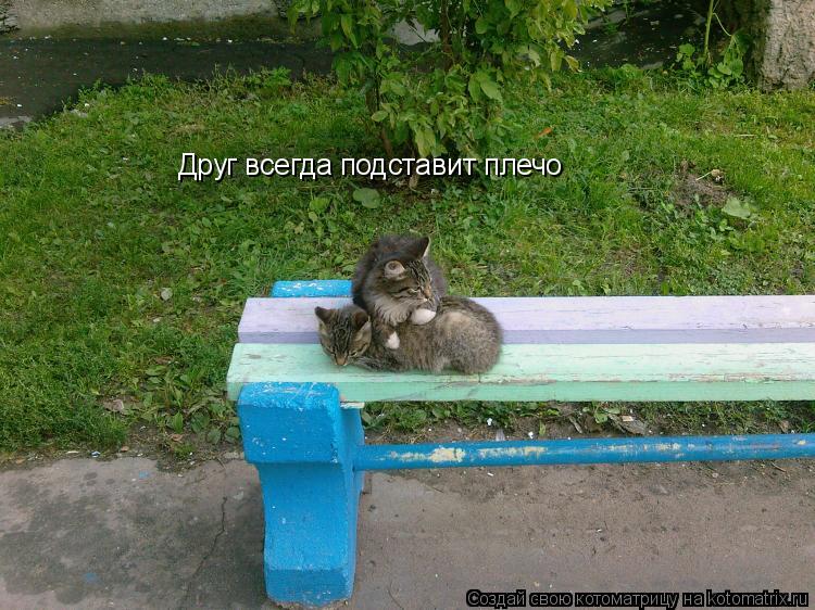 Друг всегда подставит плечо... Котоматрица: Друг всегда подставит плечо