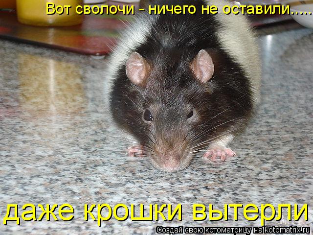 Вот сволочи - ничего не оставили..... даже крошки вытерли... Котоматрица: Вот сволочи - ничего не оставили..... даже крошки вытерли
