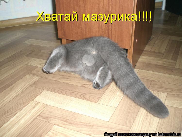 Хватай мазурика!!!!... Котоматрица: Хватай мазурика!!!!