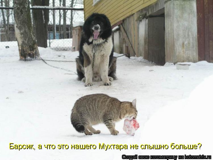 Барсик, а что это нашего Мухтара не слышно больше?... Котоматрица: Барсик, а что это нашего Мухтара не слышно больше?