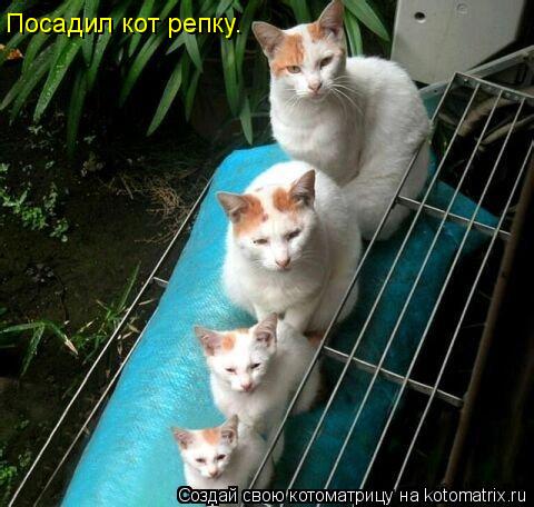 Посадил кот репку.... Котоматрица: Посадил кот репку.