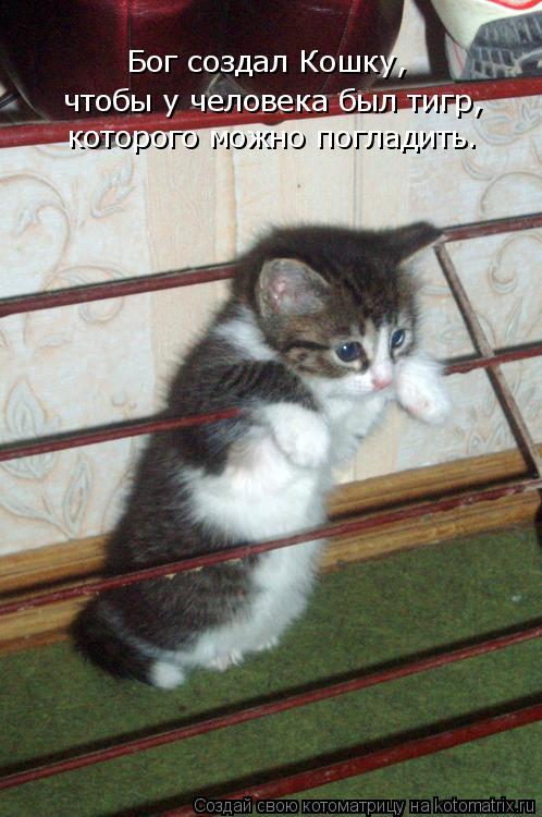 Бог создал Кошку, чтобы у человека был тигр, которого можно погладить.... Котоматрица: Бог создал Кошку, чтобы у человека был тигр, которого можно погладить.
