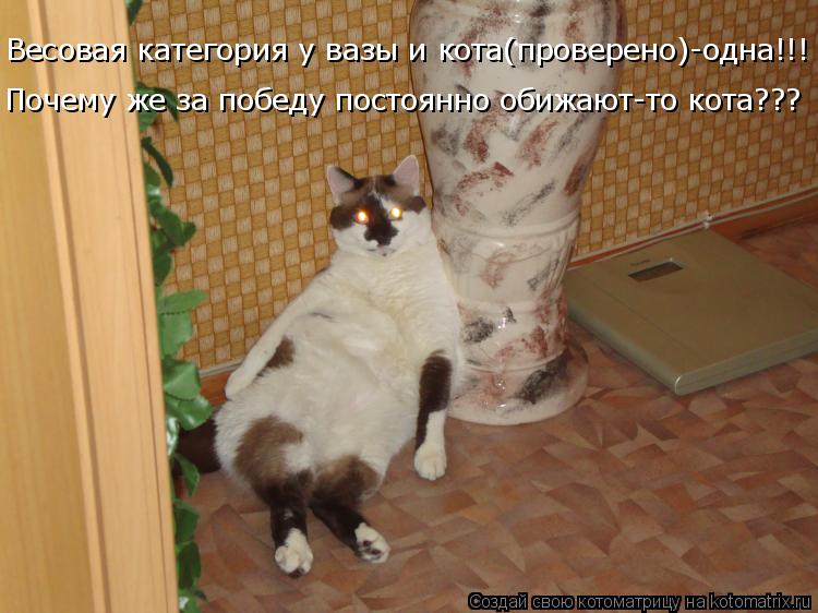 Весовая категория у вазы и кота(проверено)-одна!!! Почему же за победу постоянно обижают-то кота???... Котоматрица: Весовая категория у вазы и кота(проверено)-одна!!! Почему же за победу постоянно обижают-то кота???