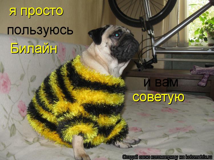 я просто пользуюсь Билайн и вам советую... Котоматрица: я просто пользуюсь Билайн и вам советую
