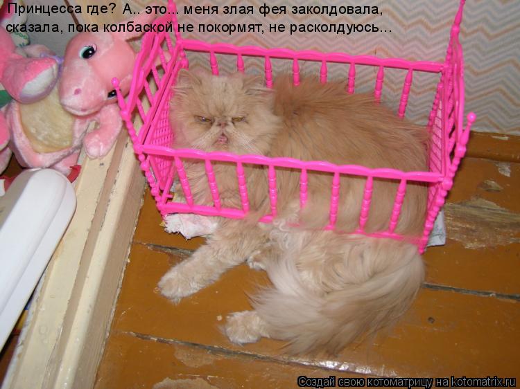 Принцесса где? А.. это... меня злая фея заколдовала, сказала, пока колбаской не покормят, не расколду... Котоматрица: Принцесса где? А.. это... меня злая фея заколдовала, сказала, пока колбаской не покормят, не расколдуюсь...