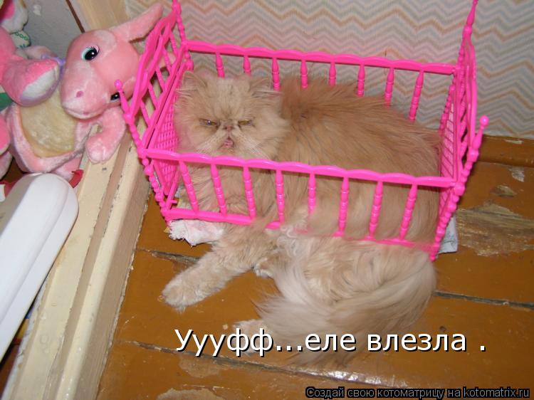 Уууфф...еле влезла .... Котоматрица: Уууфф...еле влезла .