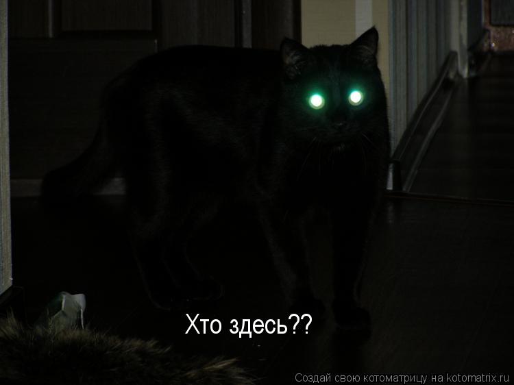 Хто здесь??... Котоматрица: Хто здесь??