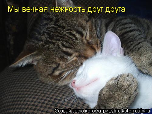 Мы вечная нежность друг друга... Котоматрица: Мы вечная нежность друг друга