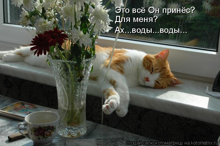 Это всё Он принёс? Для меня? Ах...воды...воды...... Котоматрица: Это всё Он принёс? Для меня? Ах...воды...воды...