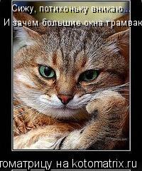 Сижу, потихоньку вникаю... И зачем большие окна трамваю?..... Котоматрица: Сижу, потихоньку вникаю... И зачем большие окна трамваю?..