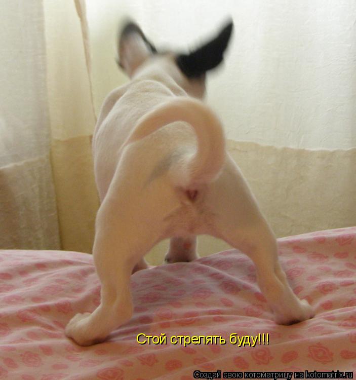 Котоматрица: Стой стрелять буду!!!