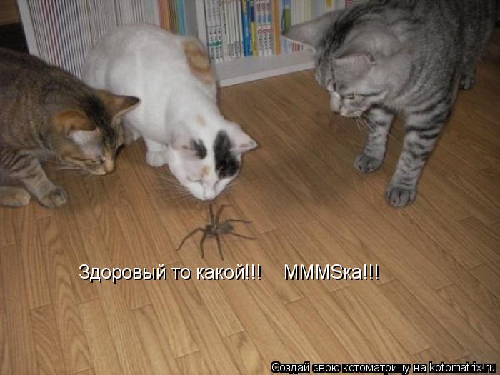 Здоровый то какой!!! MMMSка!!!... Котоматрица: Здоровый то какой!!! MMMSка!!!