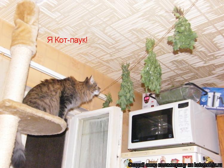 Я Кот-паук!... Котоматрица: Я Кот-паук!