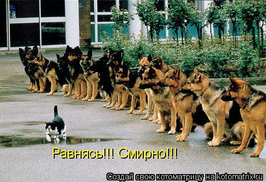 Равнясь!!! Смирно!!!... Котоматрица: Равнясь!!! Смирно!!!