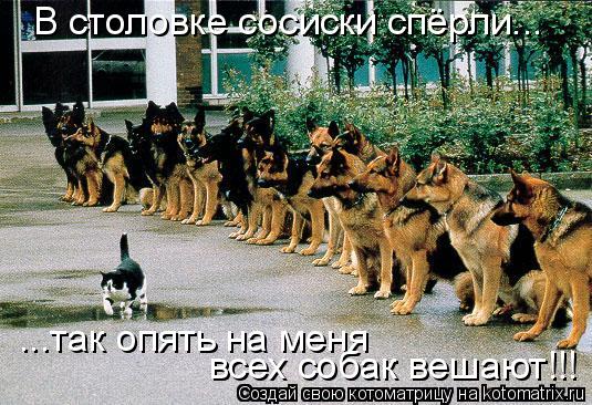 В столовке сосиски спёрли... ...так опять на меня всех собак вешают!!!... Котоматрица: В столовке сосиски спёрли... ...так опять на меня всех собак вешают!!!