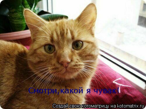 Смотри,какой я чувак!... Котоматрица: Смотри,какой я чувак!