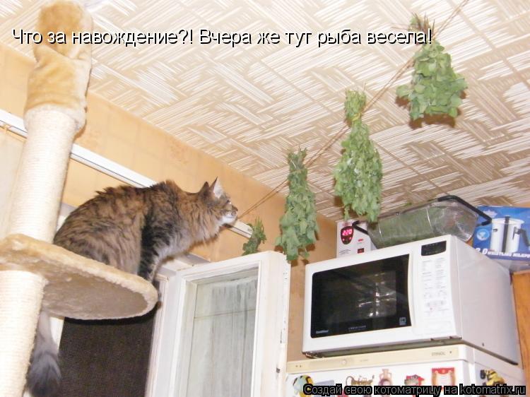 Что за навождение?! Вчера же тут рыба весела!... Котоматрица: Что за навождение?! Вчера же тут рыба весела!