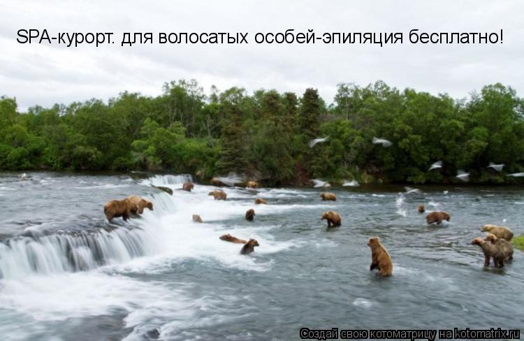 Котоматрица: SPA-курорт. для волосатых особей-эпиляция бесплатно!