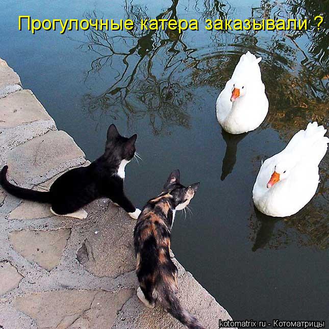 Котоматрица: Прогулочные катера заказывали ?