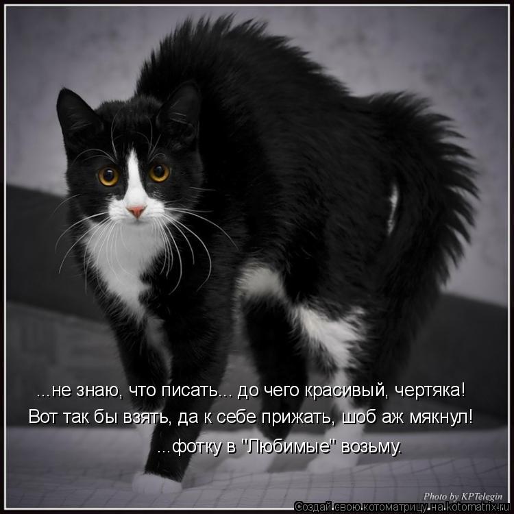 ...не знаю, что писать... до чего красивый, чертяка! Вот так бы взять, да к себе прижать, шоб аж мякн... Котоматрица: ...не знаю, что писать... до чего красивый, чертяка! Вот так бы взять, да к себе прижать, шоб аж мякнул! ...фотку в "Любимые" возьму.