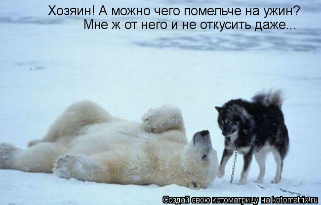 Хозяин! А можно чего помельче на ужин? Мне ж от него и не откусить даже...... Котоматрица: Хозяин! А можно чего помельче на ужин? Мне ж от него и не откусить даже...