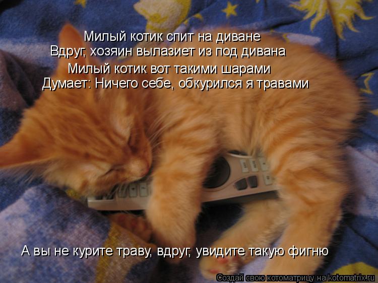 Милый котик спит на диване Вдруг, хозяин вылазиет из под дивана Милый котик вот такими шарами Думает:... Котоматрица: Милый котик спит на диване Вдруг, хозяин вылазиет из под дивана Милый котик вот такими шарами Думает: Ничего себе, обкурился я травами А вы н