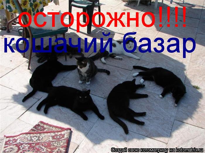 кошачий базар осторожно!!!!... Котоматрица: кошачий базар осторожно!!!!
