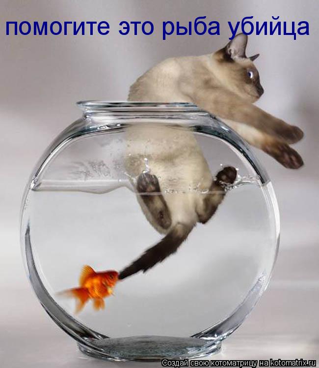 помогите это рыба убийца... Котоматрица: помогите это рыба убийца