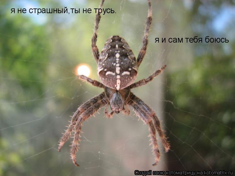 я не страшный,ты не трусь. я и сам тебя боюсь... Котоматрица: я не страшный,ты не трусь. я и сам тебя боюсь