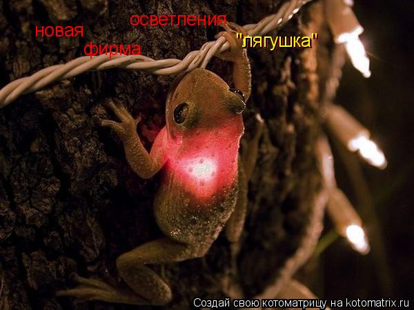 новая фирма "лягушка" "лягушка" осветления... Котоматрица: новая фирма "лягушка" "лягушка" осветления