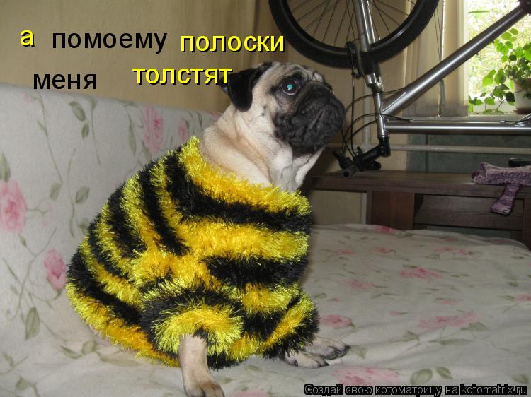 а помоему полоски толстят меня... Котоматрица: а помоему полоски толстят меня