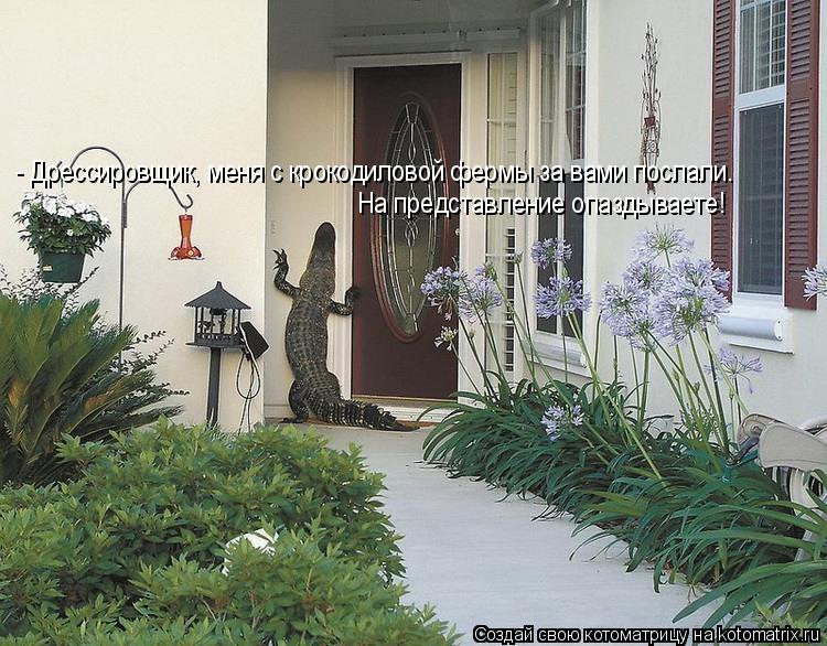 - Дрессировщик, меня с крокодиловой фермы за вами послали. На представление опаздываете!... Котоматрица: - Дрессировщик, меня с крокодиловой фермы за вами послали. На представление опаздываете!