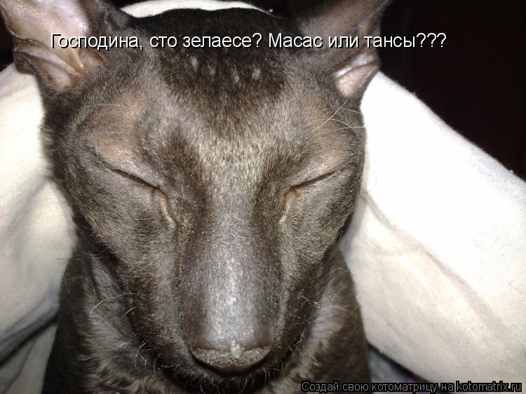 Котоматрица: Господина, сто зелаесе? Масас или тансы???
