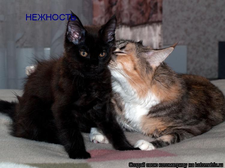 НЕЖНОСТЬ... Котоматрица: НЕЖНОСТЬ
