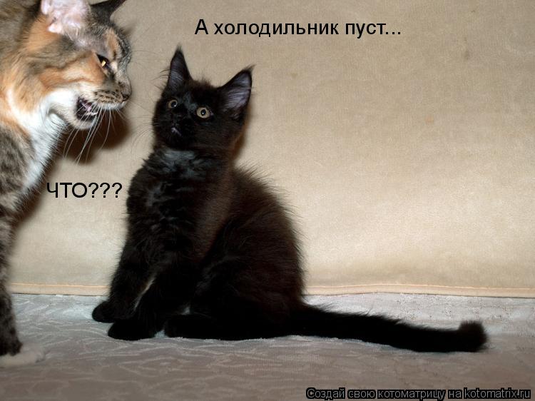 А холодильник пуст... ЧТО???... Котоматрица: А холодильник пуст... ЧТО???