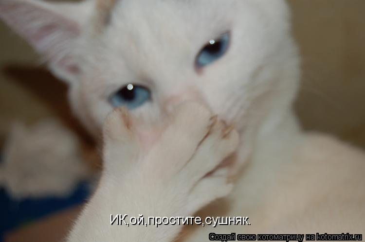 ИК,ой,простите,сушняк.... Котоматрица: ИК,ой,простите,сушняк.