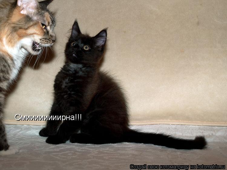 Смиииииииирна!!!... Котоматрица: Смиииииииирна!!!