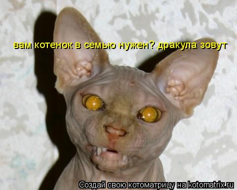 вам котенок в семью нужен? дракула зовут... Котоматрица: вам котенок в семью нужен? дракула зовут