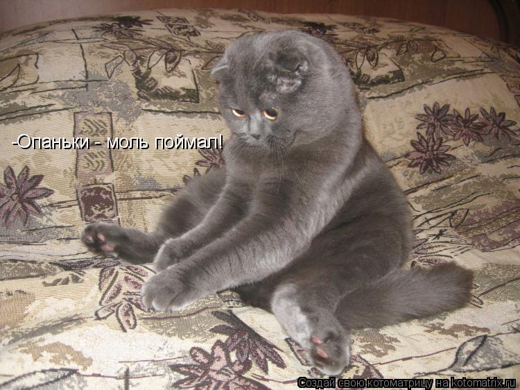 -Опаньки - моль поймал!... Котоматрица: -Опаньки - моль поймал!