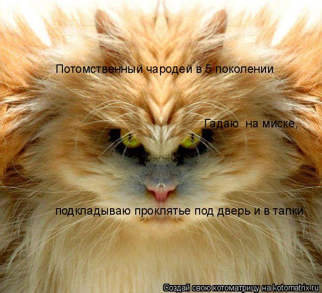 Котоматрица: Потомственный чародей в 5 поколении Гадаю  на миске,  подкладываю проклятье под дверь и в тапки