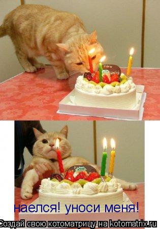 Котоматрица: наелся! уноси меня!