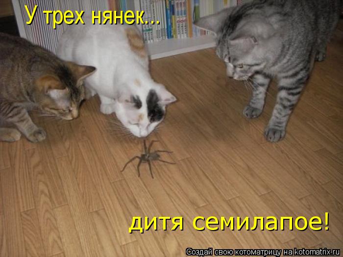 дитя семилапое! У трех нянек...... Котоматрица: дитя семилапое! У трех нянек...