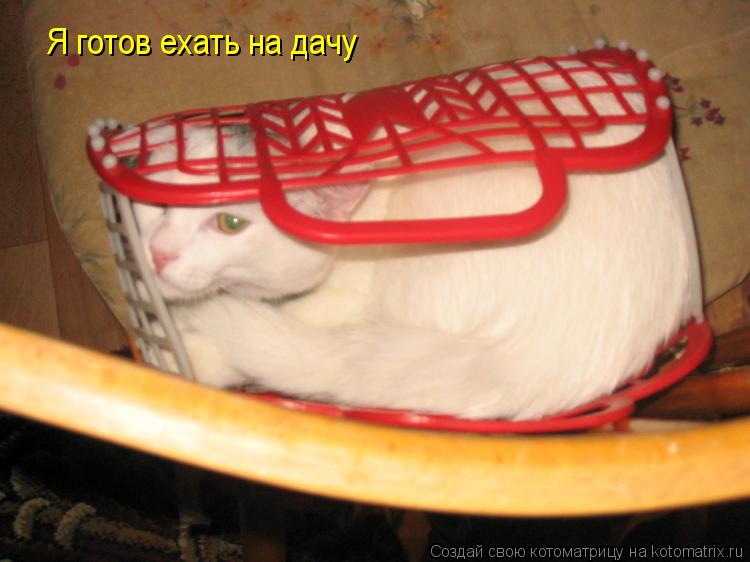 Котоматрица: Я готов ехать на дачу